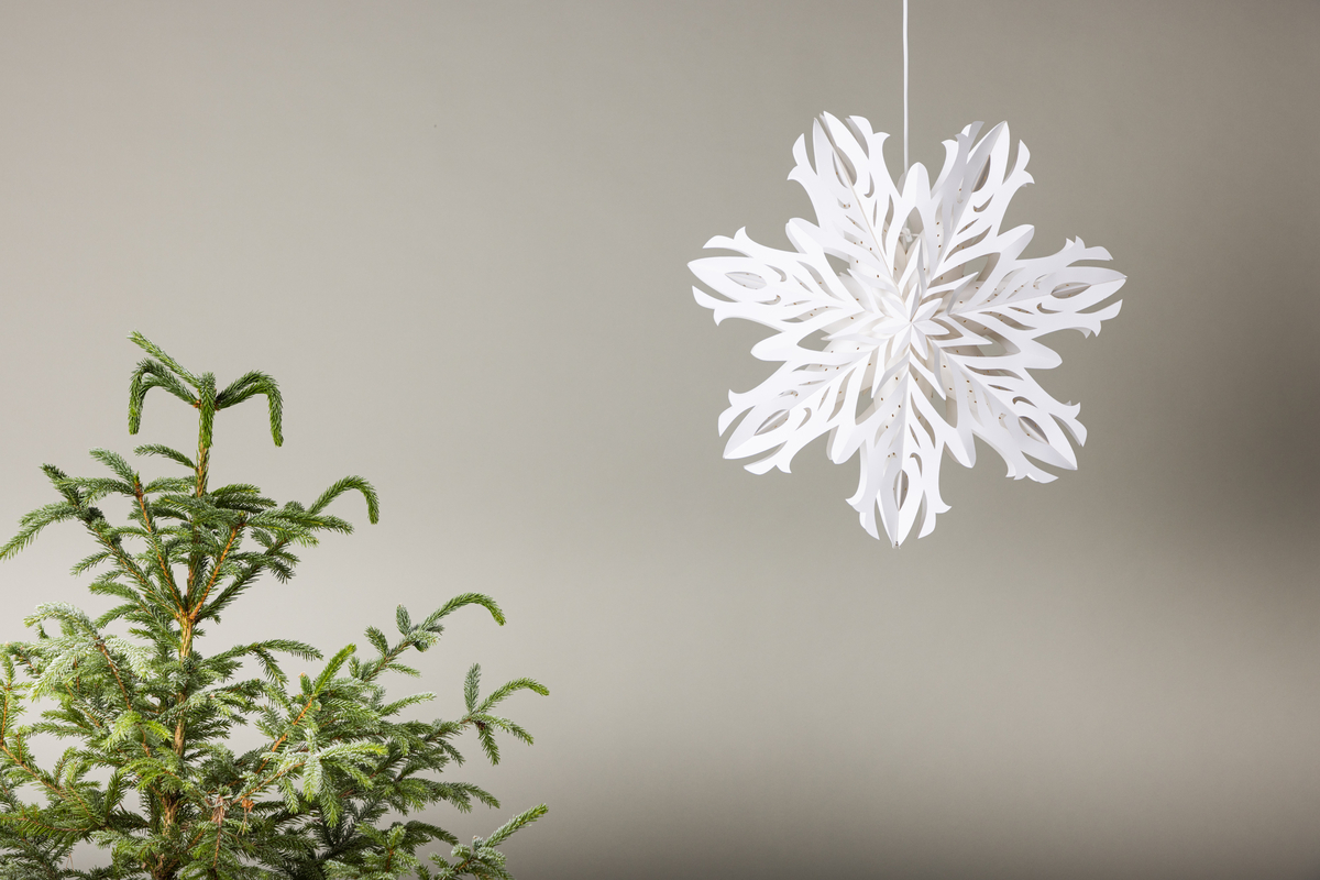 Gwiazdka adwentowa 'Kungälv' - Biała